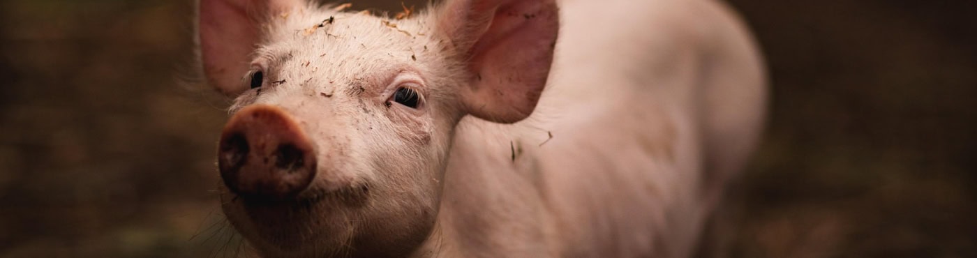 Schweinestall kaufen Angebote