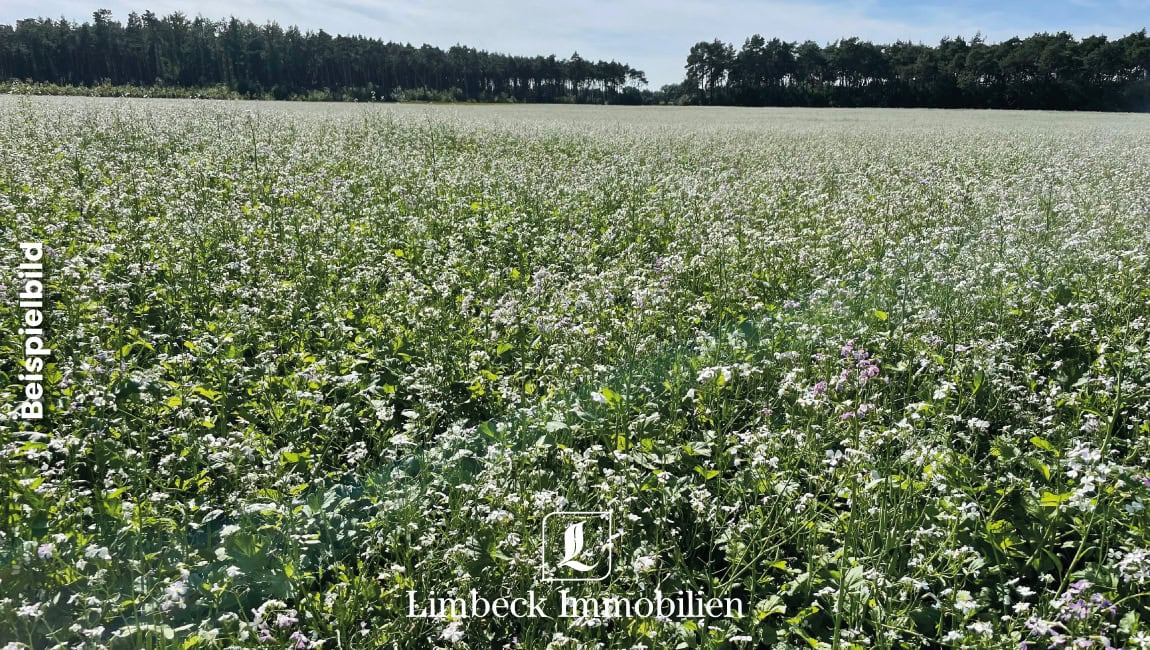 Acker Beispielfläche