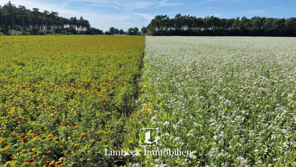 Pachtflächen Suche Stendal