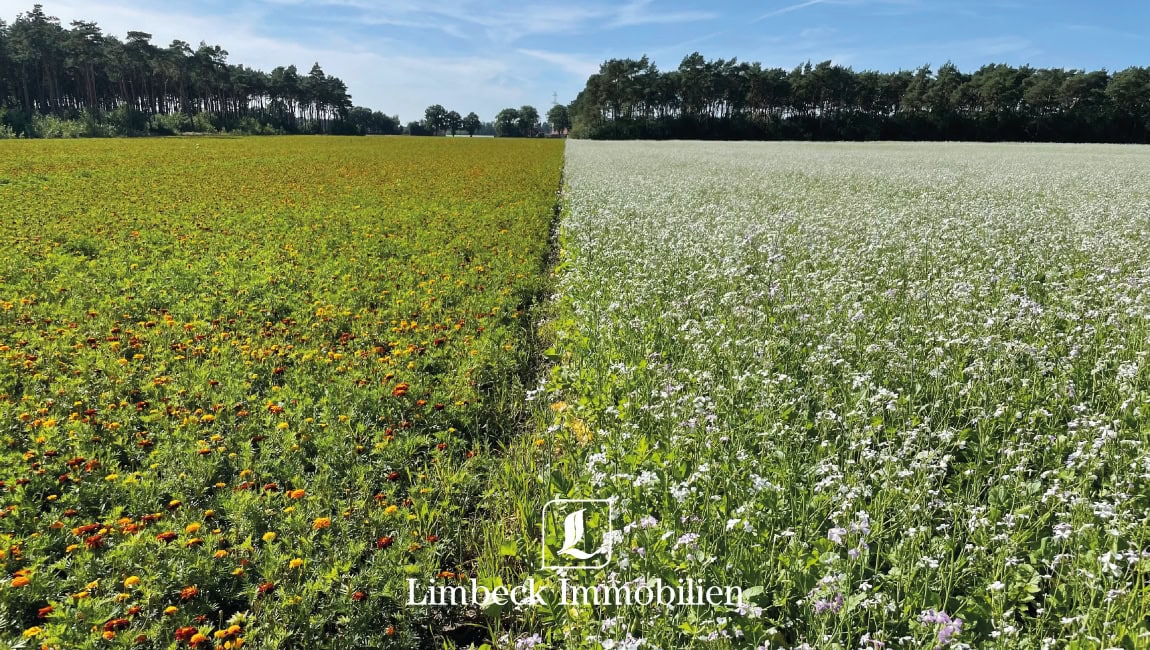 Pachtflächen Suche Stendal